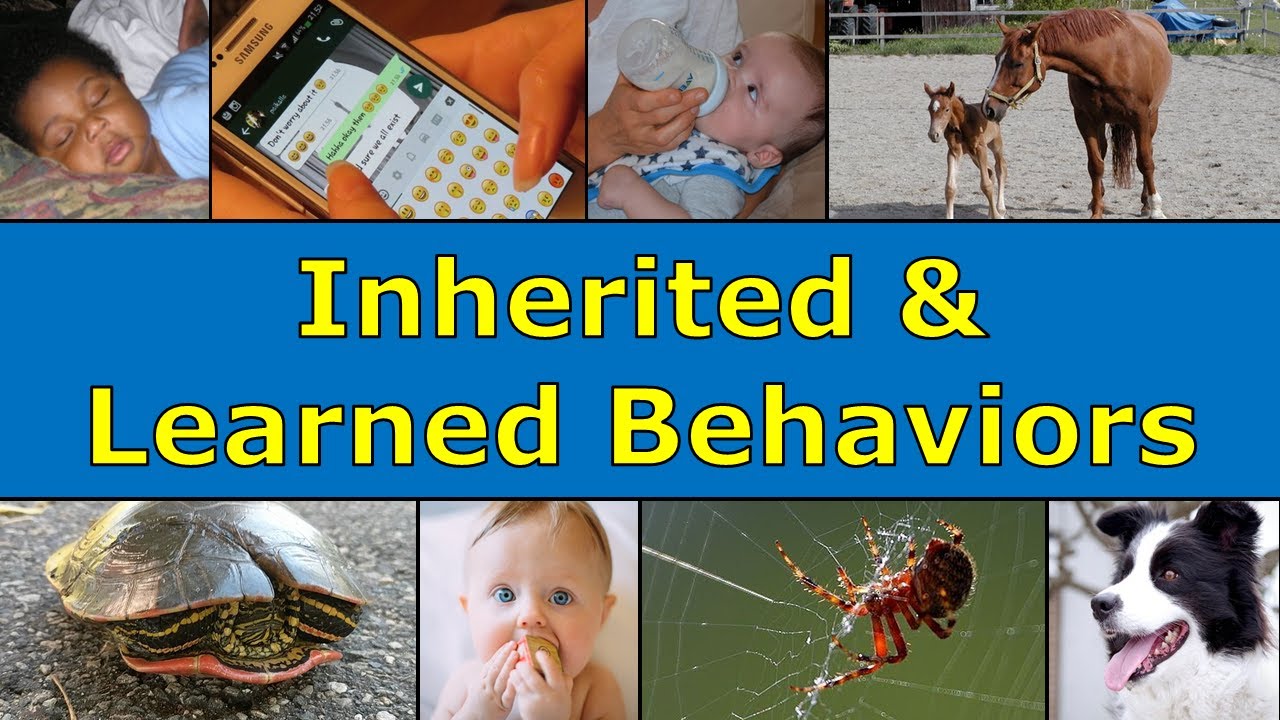 Inherited and Learned Behaviors