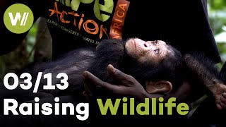 Elephant, Chimpanzee & Wildebeest | Raising Wildlife (3/13)