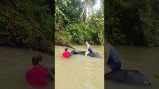 Download lagu Challenge accepted! #fyp #carabaoride #goodvibes #southernleyte mp3 Download lagu Challenge accepted! #fyp #carabaoride #goodvibes #southernleyte mp3