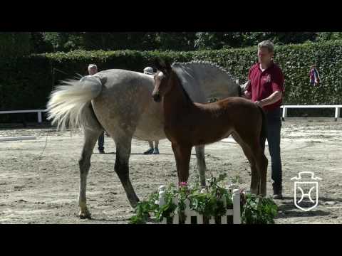 HEI301 Stutfohlen von Adagio de Talma - Ladas - Athlet Z