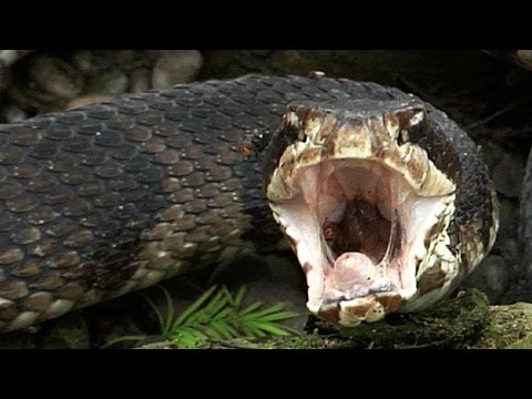 Cottonmouth vs Rattlesnake 02 - Cottonmouth eats Rattlesnake - Time Lapse