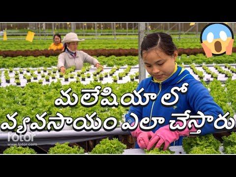 How Malaysians do the farming in Cameron Highlands, Malaysia #telugu#malaysia#farming#travel#video