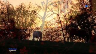 ♡ Michel Pépé - Symbiosis( relaxing, soothing music)