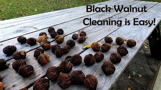 Easy Black Walnut Cleaning - Harvesting Walnuts with Simple Tools