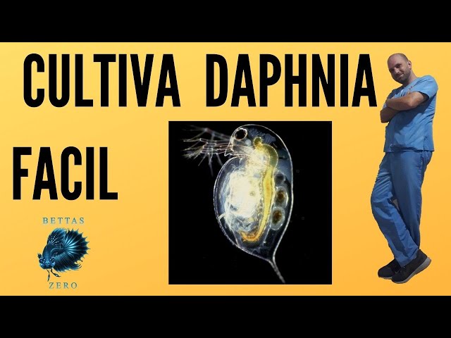 Vídeo relacionado con DAFNIA VITAMINIZED 12g - Daphnia vitaminizada para Peces Ornamentales