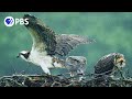 Osprey Chicks Learn To Fly