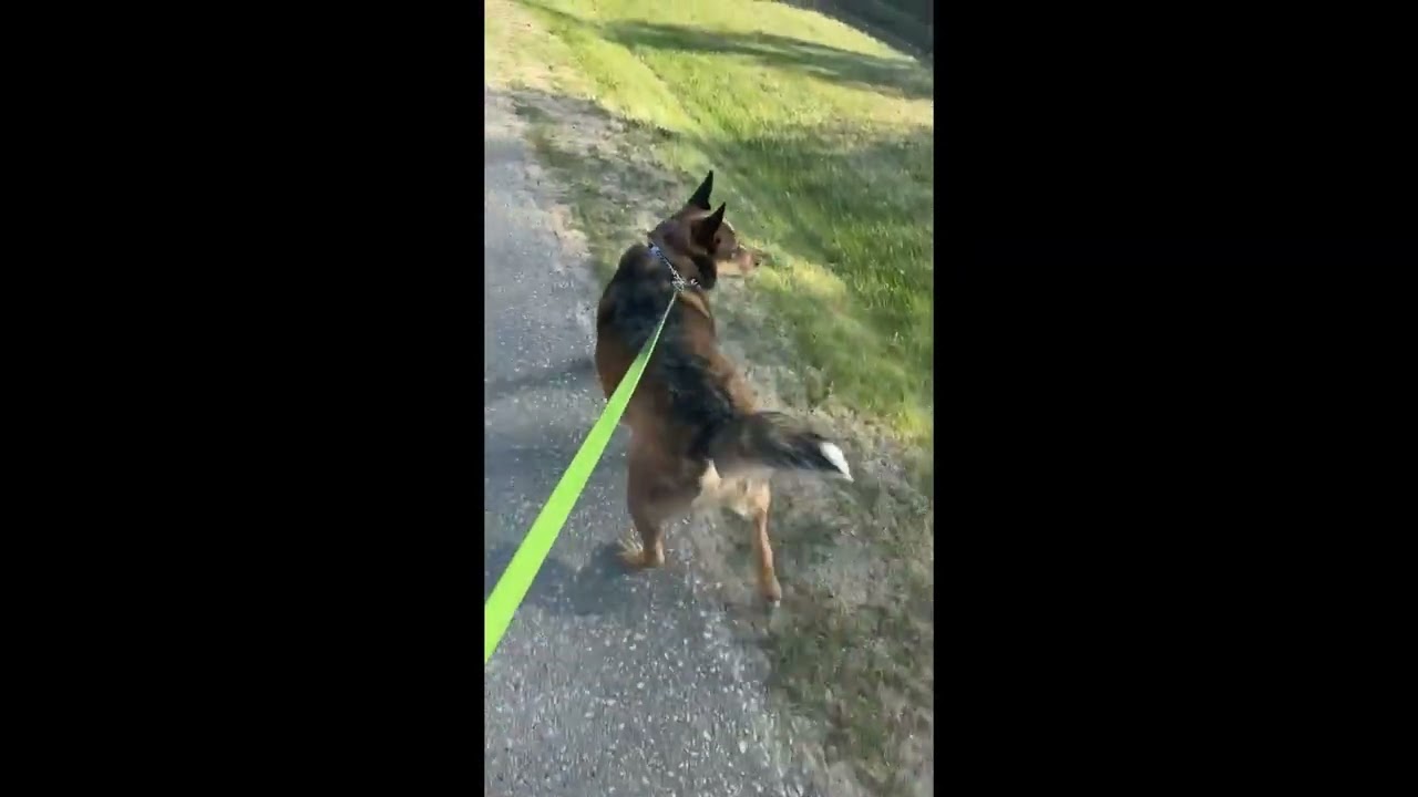 Deaf Dog Doesn't Know What a Bark Is Supposed to Sound Like || ViralHog
