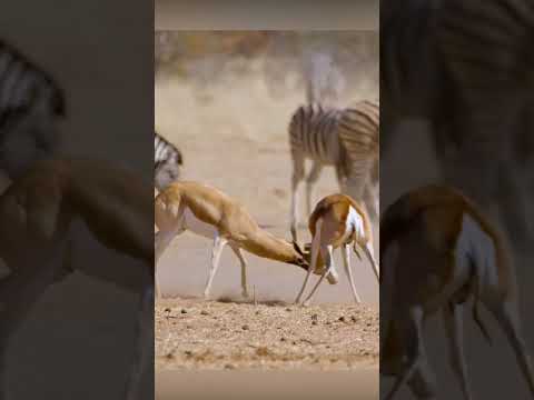 Springboks locking horns #shorts #animal