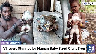 Villagers Stunned by Human Baby Sized Giant Frog