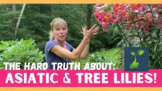 The Hard Truth About Asiatic & Tree Lilies! // Zone 5 Gardening