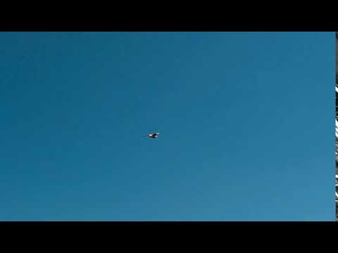 a seagull flies over the adriatic sea against a blue sky background slow motion