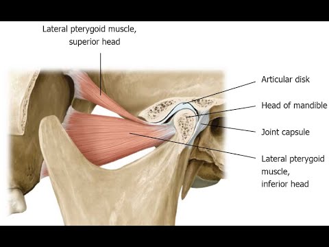 Two Minutes of Anatomy: Lateral Pterygoid and Medial Pterygoid Muscles