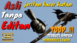 Download lagu KICAU BURUNG KACER DI ALAM LIAR, Efektif Bikin Kacer Miyik,Bisu,Strees Langsung Nyaut (part5) mp3 Download lagu KICAU BURUNG KACER DI ALAM LIAR, Efektif Bikin Kacer Miyik,Bisu,Strees Langsung Nyaut (part5) mp3
