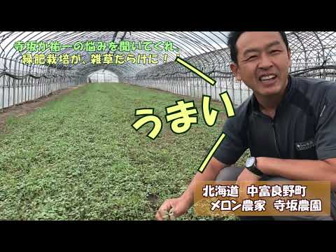 スベリヒユ 植物