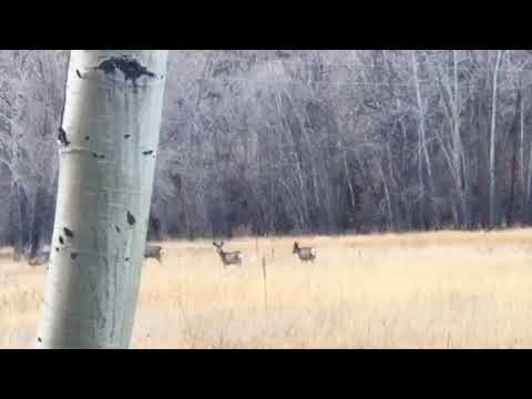 deer and elk roamed every where 