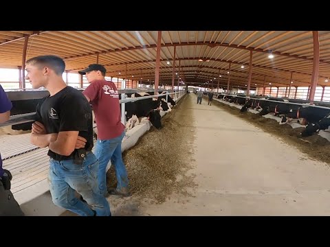 Final Milking of the Cows