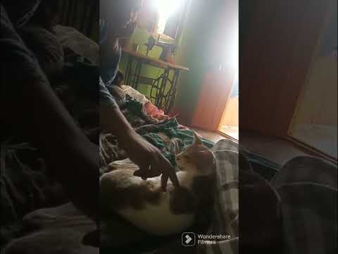 How to hipno a cat🐈