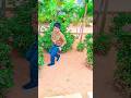 Kavaaliya Dance Song Video Shorts Short Kavaliya Viral