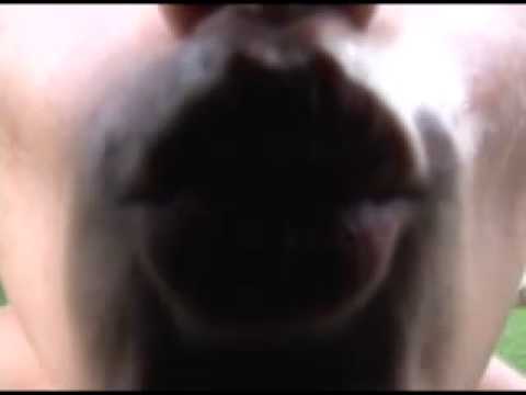 Matheus Esteves -final.mp4