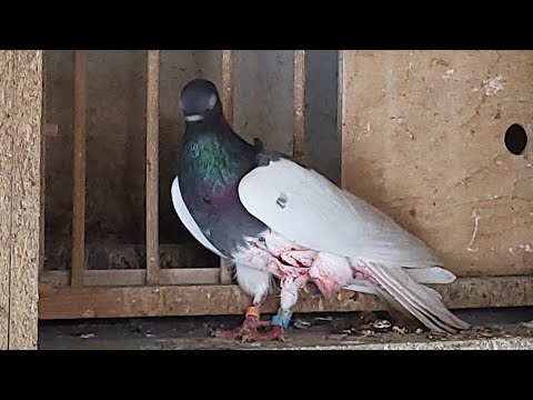 MASAKRA DZIŚ 🤬🤬LOT ZGINĄŁ GOŁĘBI 🙉OGROMNE BRAKI 💪💪SUPER FILM DZIŚ ZAPRASZAM DO FOTELI OGLĄDAMY 👌👌🫶🫶