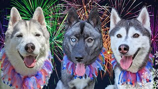 How To Prepare Your Dog For 🎆 Fireworks On The 4th Of July! 10 Tips