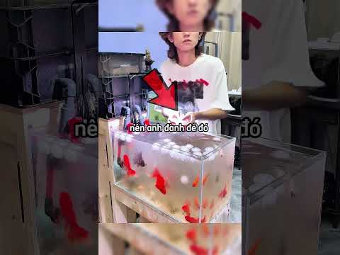 Anh chàng vô tình làm rơi cục bông vào bể cá và điều bất ngờ đã xảy ra! 😱 #shortsvideo #shorts