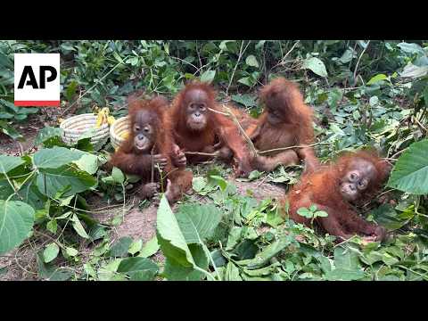 India emerges as major destination for trafficked orangutans and other endangered apes