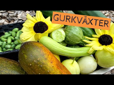 GURKVÄXTER - Skörd i juli. En titt på gurkor, meloner, pumpa och squash under sommaren.