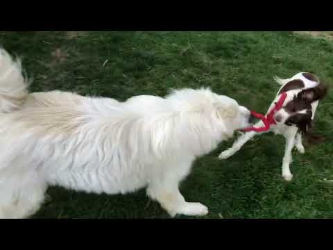 Henry in NY - A Happy Boy Who Loves to Play!, an adoptable Great Pyrenees in Albany, NY_image-1