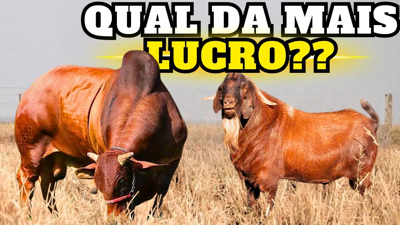Caprino Kalahari Red vs Bovino Sindi – Qual Dá Mais Lucro?