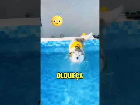 Köpekler yüzmeyi öğreniyor! 🐶🏊
