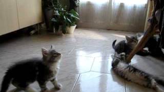 chatons maine coon: jeux