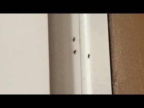 Not Termites but Carpenter Ants in Lacey Township, NJ