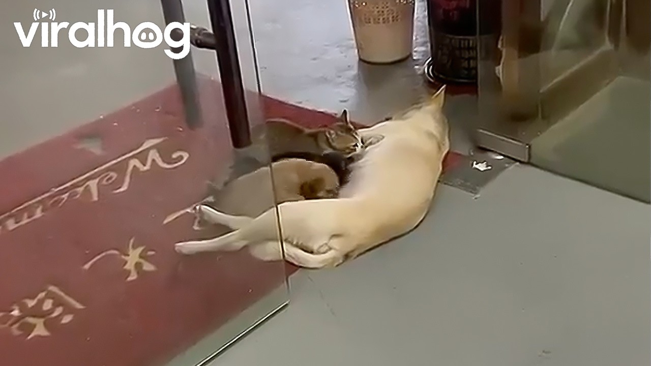 Mama Dog Nurses Puppies and Kitten Together || ViralHog