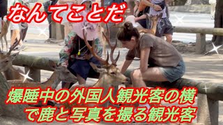 なんてことだ🫎 爆睡中の外国人観光客の横で鹿と写真🥰を撮る観光客 : 奈良公園 | DEER NARA PARK