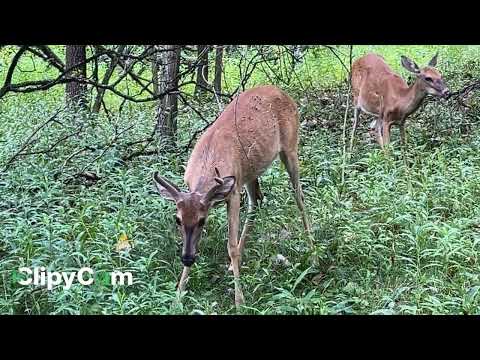 The Whitetail Buck #whitetaildeer  #whitetailbuck #deer