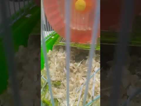 🐹🐹 #cosmin 🌸💮🌷🌺💖🐾