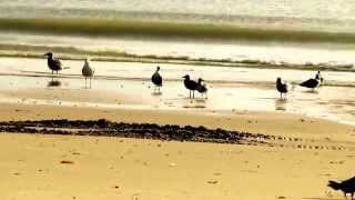 Tracy Chapman - Bridges