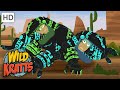 Wild Kratts Gila Monster Under My House Full Episode Season 2