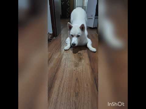 viresh dog trainer Delhi NCR (099101 83720)