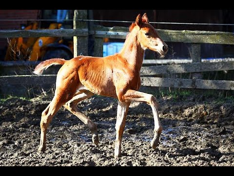 Filou x Vivaldi*2021