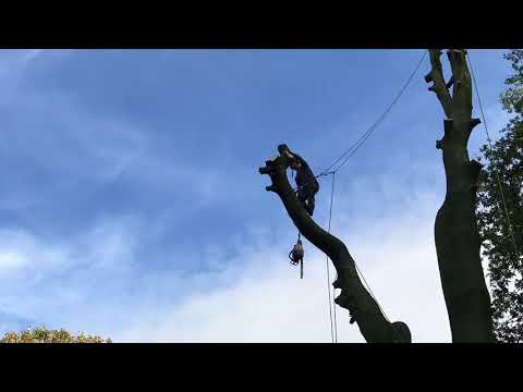 Tree Tech Solutions video.