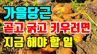가을당근 굵어지고 맛있는 당근 파종하는 시기와 방법