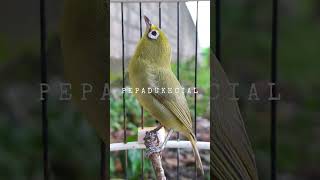 Download lagu Suara Pleci Lombok Emang GAK ADA OBAT‼️#shorts | PEPADU KECIAL mp3 Download lagu Suara Pleci Lombok Emang GAK ADA OBAT‼️#shorts | PEPADU KECIAL mp3