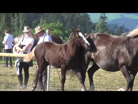 04.Dorino - Goldfohlen - Schwarzwälder Kaltblut Hengstfohlen - Fohlenschau St. Märgen am 12.08.2021