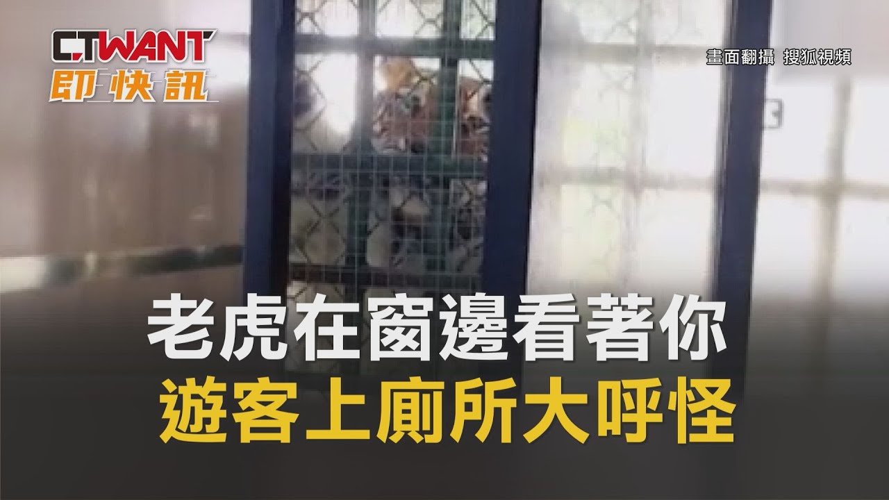 圖說-老虎在窗邊看著你　遊客上廁所大呼怪