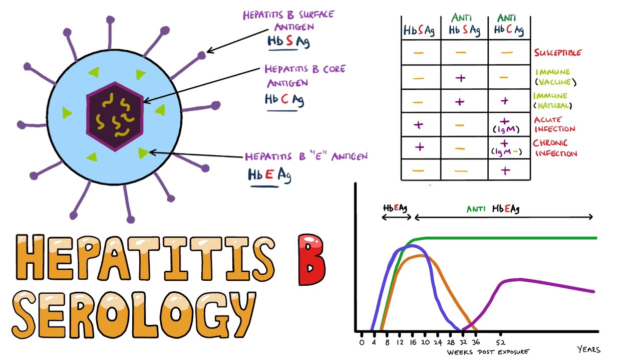 Hepatitis B Serology MADE EASY - How to Interpret Hepatitis B Serology in under 5 minutes!