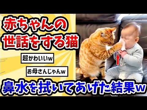 園芸 猫の世話をする