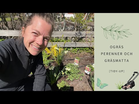 Vårstädar i trädgården; rensar ogräs, planterar perenner, klipper gräsmattan