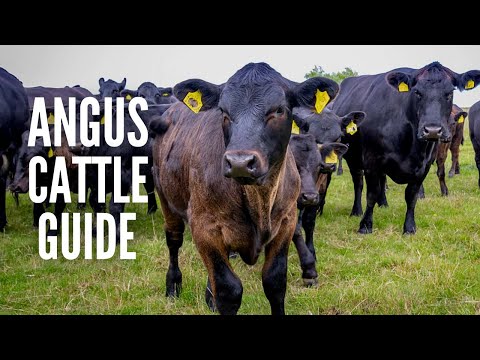 , title : 'Angus Cows – Breed Profile, Facts and Care'